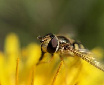 Close-up of bee on yellow flower