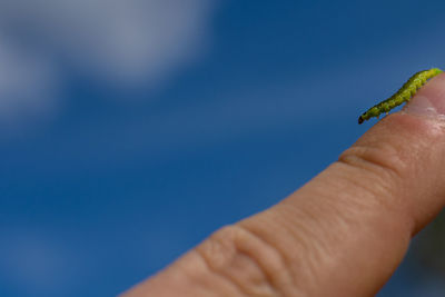 Close-up of hand holding insect