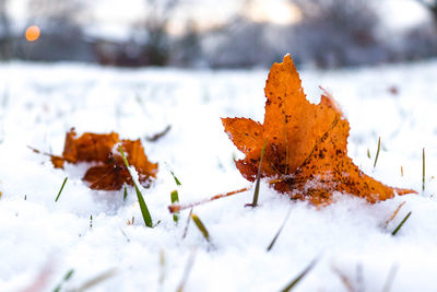 Autumn leaves on snow covered field