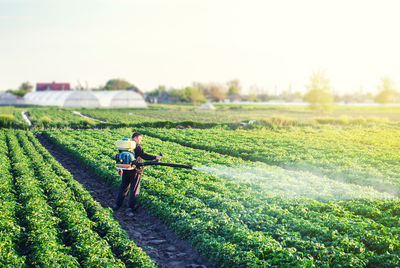 A farmer with a mist sprayer blower processes the potato plantation from pests and fungus infection. 