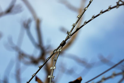 Low angle view of barbed wire against sky