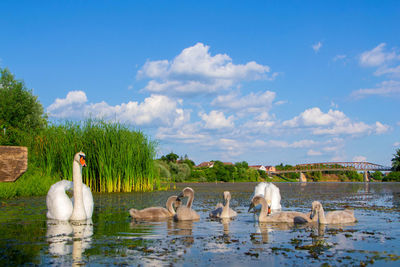 Swans in a lake