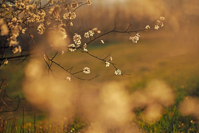 Close-up of flowering plants on field during sunset