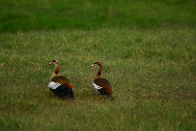 Egyptian geese on grass