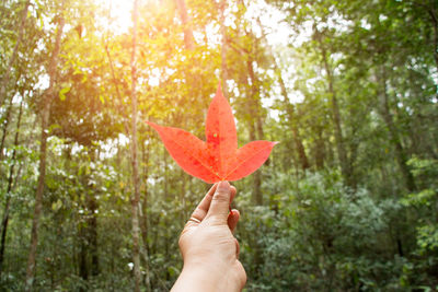 Cropped hand of person holding orange maple leaf against trees during autumn in forest