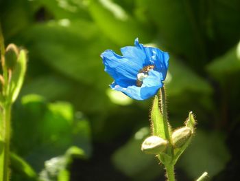 Close-up of purple flowers blooming against blue sky