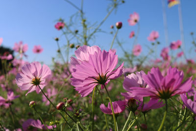 Close-up of pink cosmos flowers