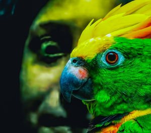 Close-up of parrot