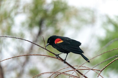 Close-up of bird perching on a branch