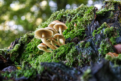 Close-up of mushrooms