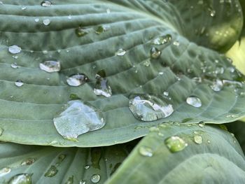 Close-up of water drops on leaves