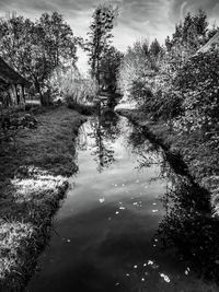 Reflection of trees in water