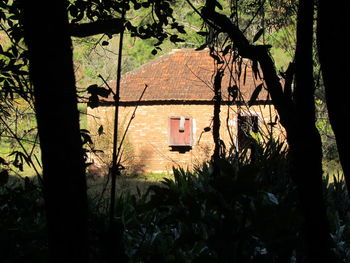 Trees and plants in front of building