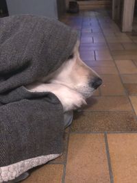 Dog sleeping on tiled floor at home