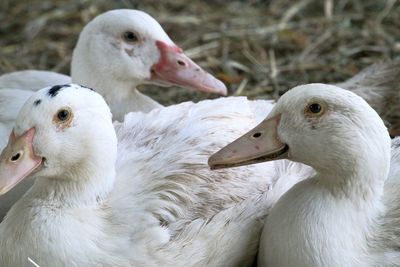 Close-up of swan