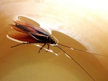 High angle view of dead cockroach floating on water