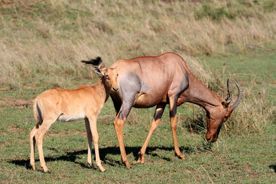 Antelope standing in a field