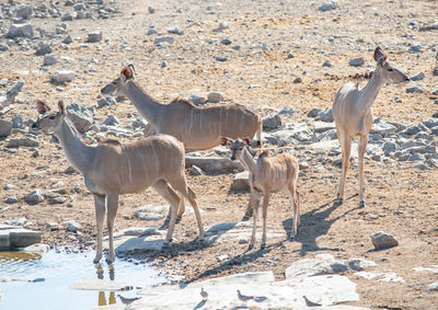 Kudu in the etosha national park namibia south africa