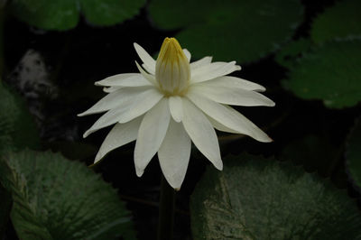 Close-up of white flowering plant