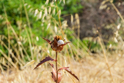Close-up of honey bee on grass