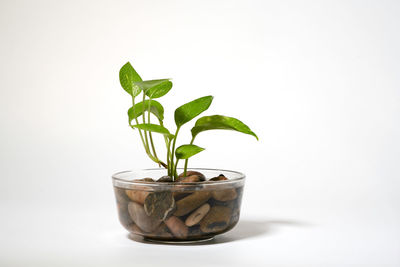 Close-up of potted plant against white background