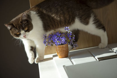 Beautiful british shorthair cat and vase of blue animones flowers on the table in kichen