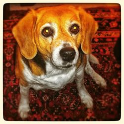 Portrait of a dog
