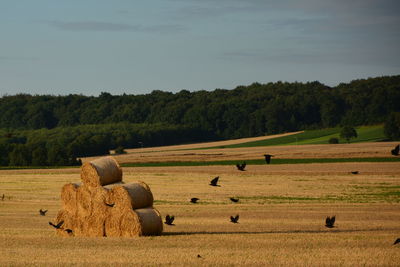 Hay bales in field