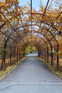 Empty road along trees in park