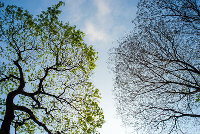 Low angle view of trees against sky