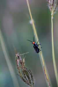 Close-up of insect on plant