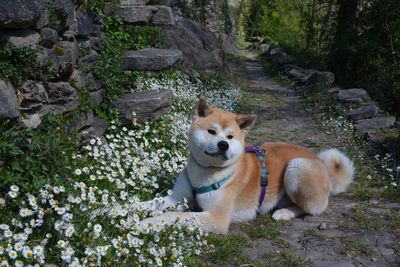 Portrait of dog