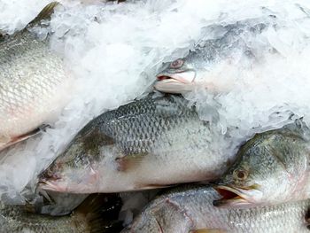 Close-up of fish on ice