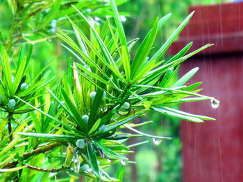 Close-up of fresh green plant
