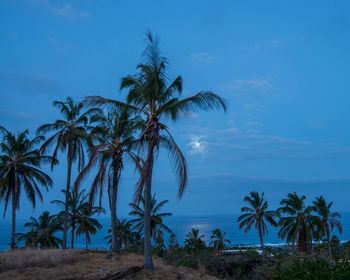 Palm trees on beach against blue sky