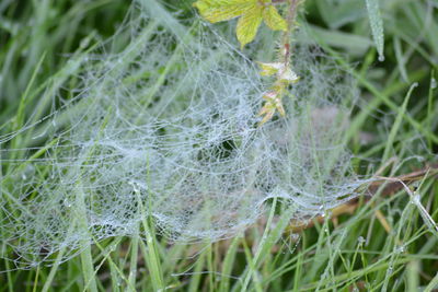 Close-up of wet spider web on plants
