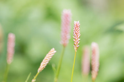 Close-up of flower buds