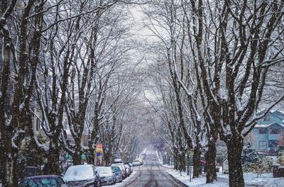 Bare trees against sky during winter