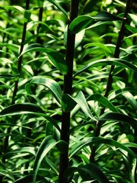 Close-up of leaves