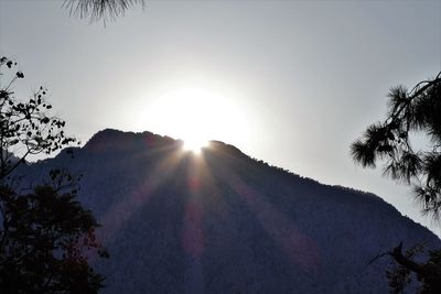 Sunlight streaming through trees against sky