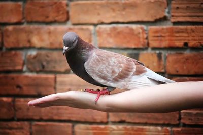 Close-up of pigeon perching on hand against brick wall