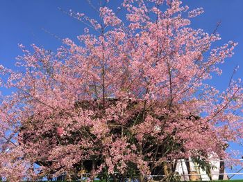 Low angle view of pink flowers on tree