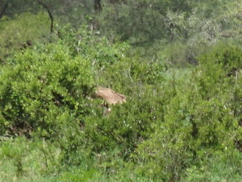 View of sheep on field