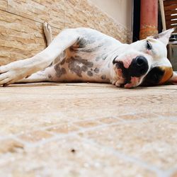 Close-up of dog sleeping