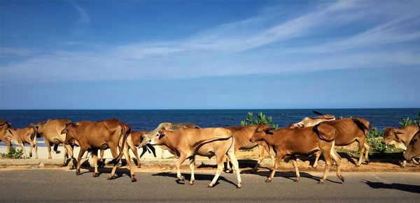 Horses on beach against sky