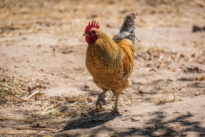Close-up of chicken at farm