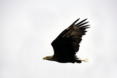 Low angle view of eagle flying against clear sky