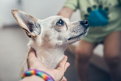 Close-up of dog