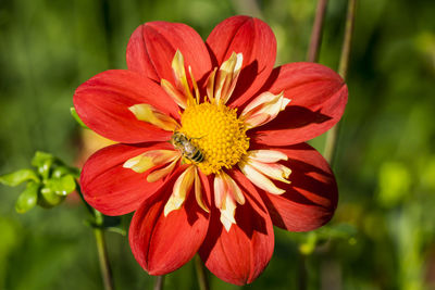 Close-up of bee pollinating on red flower 