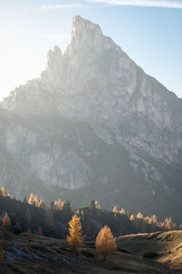 Vertical shot of golden larches during sunset with massive mountain in backdrop, dolomites, italy